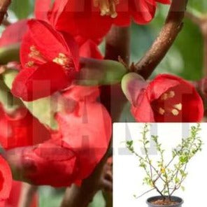 Chaenomeles Texas Scarlet 5 Gallon Flowering Quince Orange Red Outdoor Live Plant Best Dw7Ht7