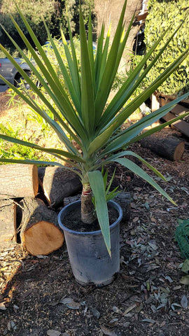 Yucca Gloriosa 5Gallon Spanish Dagger Adam S Needle Glorious Yucca Lord S Candlestick Mound Lily Evergreen Shrub Live Plant Hogr7
