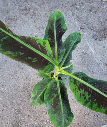 Banana Dwarf Cavendish 5 Gallon Banana Fruit Tree Plant Ourdoor Live Plant Ht7 Pr7