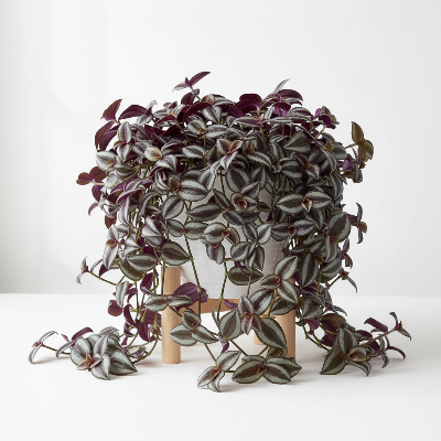purple vine succulent Wandering Jew Purple Tradescantia zebrina 4in pot vine succulent Live  Plants House