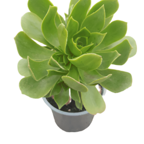 dinosaur plant pot Brontosaurus Dinosaur Planter (+ cactus / succulent) – Hi Cacti