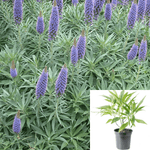 Echium Fastuosum Candicans 5Gallon Pot Pride Of Madeira Plant Topiary Outdoor Live Plant Gr7