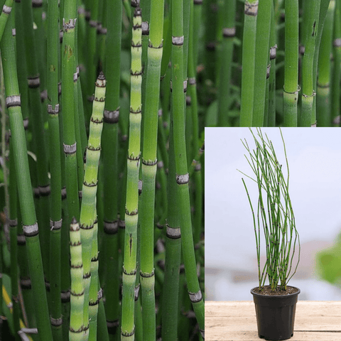 Equisetum Hyemale 3Gallon Horse Tail Horsetail Green Modern Bamboo Hedge Live Plant Ht7
