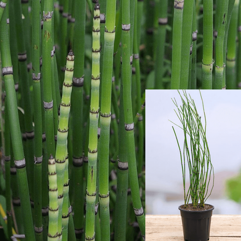 Equisetum Hyemale 3 Gallon Horse Tail Horsetail Green Modern Bamboo Hedge Live Plant Ht7