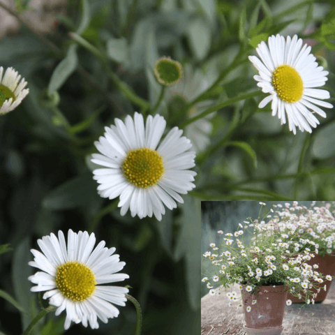 Erigeron Karvinskianus 1Quart Plant Mexican Fleabane Live Plant Outdoor Mr7A