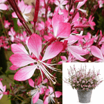 Gaura Dwarf Pink 1Gallon Beeblossom Live Plant Outdoor Mr7