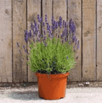 Lavandula Hidcote 5Gallon English Lavender Plant Outdorr Live Plant Fr7