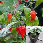 Pepper Carollina Pepper Plant Supper Hot Pepper Hostest Pepper Pepper spiciest pepper Live Plant On Fr7