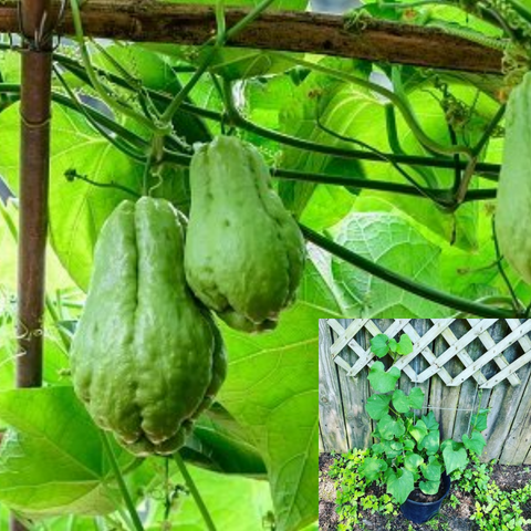 Susu Chayote Plant Sechium Edule 1Gallon Pot Plant Mirliton Pipinola Choko Live Plant Pv7Ht7 Best