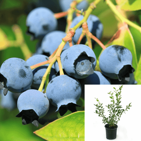 Blueberry Vac Cor Sunshine Blue 5 Gallon Blueberry Outdoor Live Plant 2Gfr7Ht7