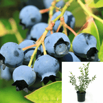 Blueberry Vac Cor Sunshine Blue 2Gallon Blueberry Outdoor Live Plant Gg7