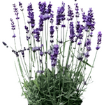 Lavandula Vera Plant English Lavender 5 Gallon Evergreen Perennial Live Plant Fr7
