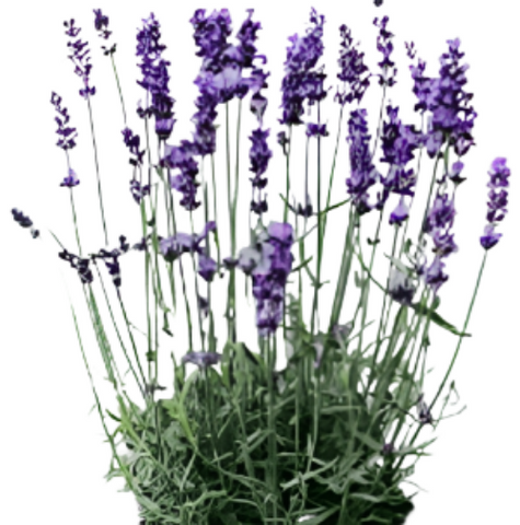 Lavandula Vera Plant English Lavender 5 Gallon Evergreen Perennial Live Plant Fr7