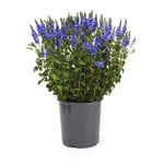 Veronica Longifolia Eveline 2Gallon Speedwell Eveline Blue Long Leaf Speedwell Live Plant Mr7