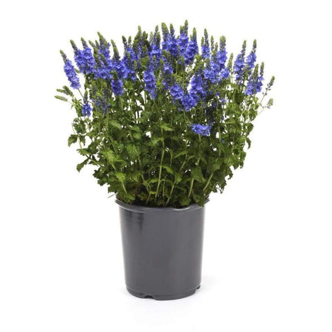 Veronica Longifolia Eveline 1Quart Speedwell Eveline Blue Long Leaf Speedwell Live Plant Mr7