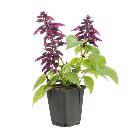 Salvia Leucantha Plant Point Sal Purple Flower 1 Gallon Sage Live Plant Fr7
