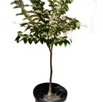 Lager Fauriei Natchez Multi 5 Gallon Crape Myrtle White Flower Mr7 Live Plant