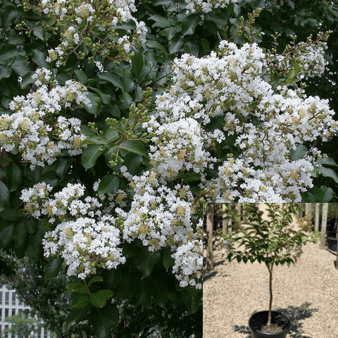 Lager Fauriei Natchez Multi 5Gallon Crape Myrtle White Flower Mr7 Live Plant