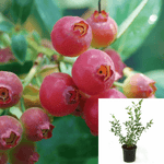 Blueberry Pink Lemonade Espalier 3 Gallon Plant Pink Lemonade Blueberry Shrub Outdoor Live Plant Fr7