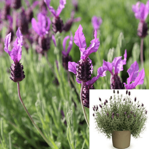 Lavandula Otto Quasti 5Gallon Spanish Lavender Purple Her Bal Plant Fragrans Live Plant Outdoor Fr7
