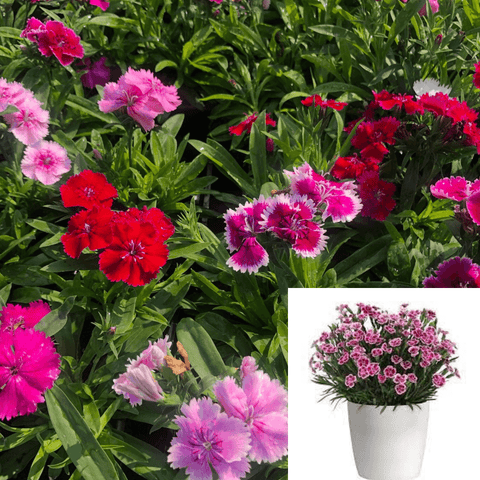 Dianthus Ideal Select Mix 1Gallon Plant Single Dianthus Live Plant Outdoor Mr7