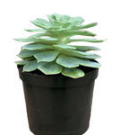 Echeveria Imbricata 1 Quart Plant Blue Lotus Soil Succulent Rose Echeveria Live Plant Outdoor Ht7 Best