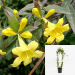 Gelsemium Sempervirens Staked 1Gallon Carolina Jasmine Live Plant Outdoor Fr7