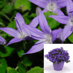 Campanula Elat Garganica 1Quart Pot Bellflower Live Plant Mr7