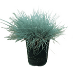 Festuca Ovina Glauca 10Packs Of 1 Quart Plants Sheeps Fescue Mr7 Sheep Blue Gray Perennial Live Plant