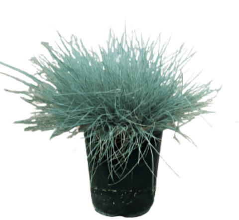 Festuca Ovina Glauca 1Quart Sheeps Fescue Mr7 Sheep Fescue Blue Fescue Blue Gray Perennial Live Plant