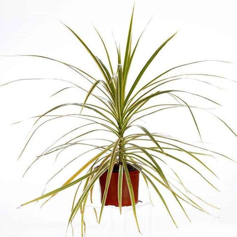 Marginata Cane Plant Indoor Houses Air Purifying Tree 1 Gallon Live Plant 1 -2 Ft Ht7