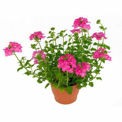 Verbena Peruviana Pink 1Gallon Endura Scape Pink Bicolor 1Gallon Full Live Plant Fr7