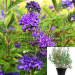 Caryopteris Clan Dark Knight 5Gallon Caryopteris Clandonensis Dark Knight Bluebeard Mr7 Live Plant