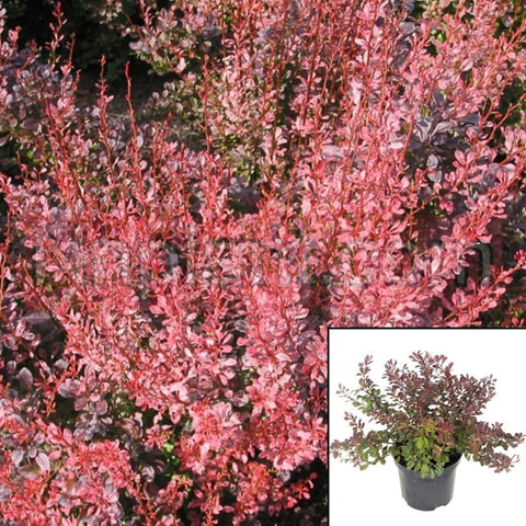 Berberis Thunbergii Atropurpurea 5Gallon Plant Japanese Barberry 5Gallon Live Plant Ho7