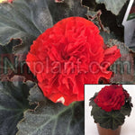 Begonias Non Stop Mocca Scarlet Dark Orange Plant Nonstop Tuberous Begonias Scarlet Live Plant 6Inches Pot