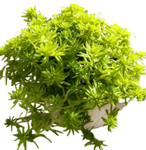 Sedum Lemon Ball 1Quart Plant Stonecrops Pot Indoor Live Plant Mr7 Succulents Live Plant Ground Covering Ht7