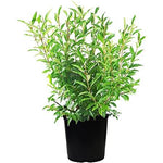 Forsythia Inter Spring Glory 5 Gallon Plant Yellow Outdoor Flower