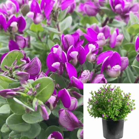 Polygala Petite Butterfly 5Gallon Plant Sweet Pea Shrub Petite Butterfly Purple 5Gallon Live Plant Outdoor Plant Shrub G