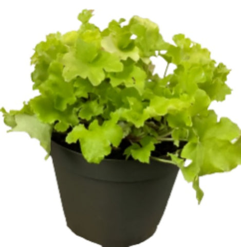 Heuchera Lemon Supreme 1Gallon Plant Heuchera Plant Coral Bells Outdoor Live Plant Gg7