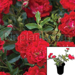 Rosa Groundcover Red 1 Gallon Rose Plant Groundcover Flower Live Plant Fr7