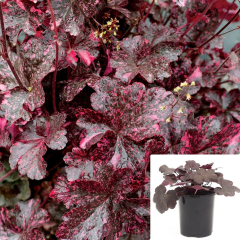 Heuchera Midnight Rose 1 Gallon Plant Coral Bells Flowers Alumroot Outdoor Live Plant Gg7