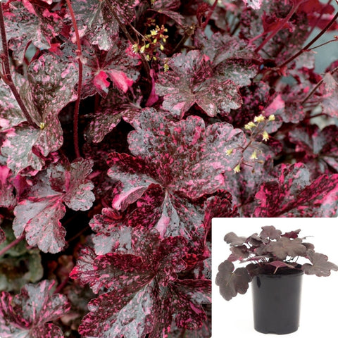 Heuchera Midnight Rose 1Gallon Plant Coral Bells Plant Coral Flowers Plant Alumroot Outdoor Live Plant Gg7
