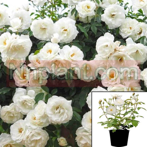 Rosa Iceberg Plant White Plant Rose Plant Rosa Iceberg Standard Floribunda Rose Rose 5Gallon Flower Live Plant Outdoor Plant Rose Gr7