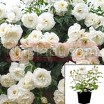 Rosa Iceberg White Espalier 5Gallon Floribunda Rose Rose 5Gallon Iceberg Live Plant Fr7