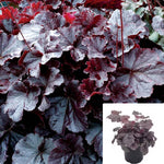 Heuchera Northern Exposure Black 1Gallon Plant Coral Bells Plant Alum Root Plant Black Coral Bells Outdoor Live Plant Gg7 Ht7