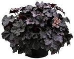 Heuchera Obsidian 1Quart Plant Coral Bells Obsidian Black Purple Plant Alum Root Obsidian Plant Outdoor Bush Live Plant