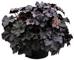 Heuchera Obsidian 1Quart Plant Coral Bells Obsidian Black Purple Plant Alum Root Obsidian Plant Outdoor Bush Live Plant