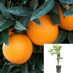 Citrus Orange Washington Standard Tree 5Gallon Orange Semi Dwarf Washington Fruit Tree Gr7 Fr7