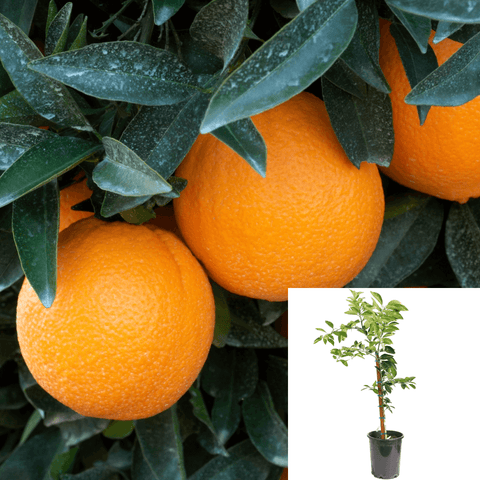 Citrus Washington Navel Orange 5Gallon Orange Semi Dwarf Washington Fruit Tree Gr7 Live Plant