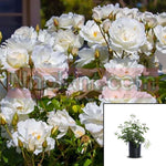 Rosa Iceberg White Plant Floribunda Rose 1 Gallon Espalier Korbin Des Neiges Live Plant Fr7